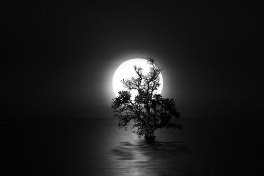 moon and the old tree on the beach