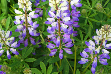 Broadleaf Lupine (OR 00083)