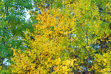 Autumn Leaves (OR 01345)