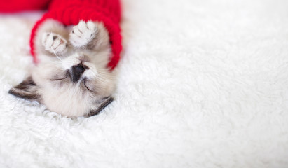 Kitten sleep in red sock