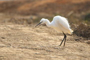 great white egret 