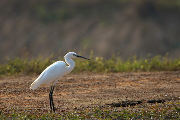 great white egret 