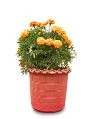 Marigold flower plant in red pot isolated on white background.