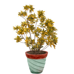 Naklejka premium Gold dust croton plant in flower pot isolated on white background