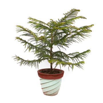 Norfolk Island Pine plant tree potted in flower pot isolated on white background