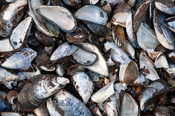 Texture of seashore seashells and mussels which can be used as a background