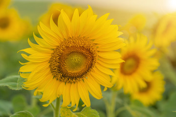 Fototapeta premium Field of Sunflower blooming in Sunflowers garden