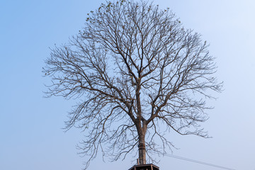tree on a background of blue sky