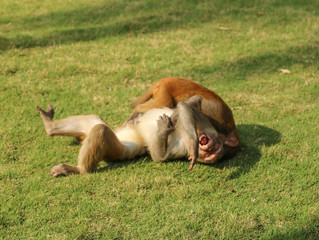 young monkeys play on the grass