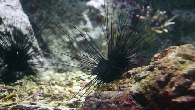 Sea urchin on rock. sea urchin macro. 