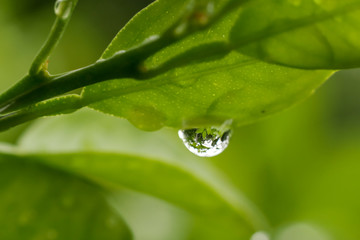 water drop on leaf