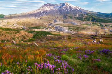 Fototapeta na wymiar Wild Flowers and Mountains - Washington - Mt St Helens