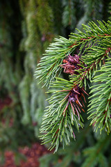 Closeup of evergreen branch with pine cones, as a nature background