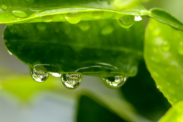 water drops on green leaf