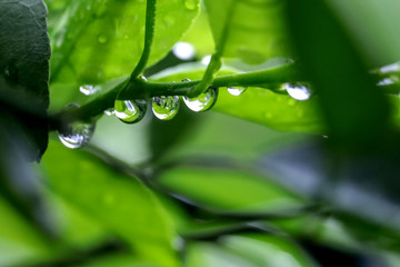 Water Drop After Rain in Lime Branch