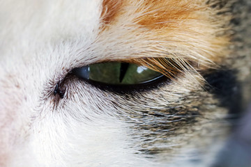 The Eye of the Cat