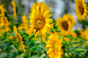 Sunflowerand bee, Sunflower in the garden. Sunflower blooming. Bee on a sunflower. Sunflower Honey 