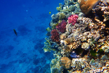 coral reef in Egypt
