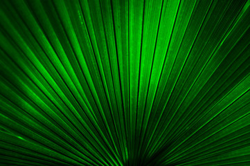 beautiful background texture of green palm leaf close up. Bright green.