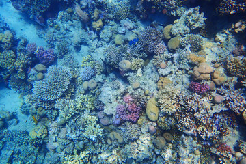 Plakat coral reef in Egypt