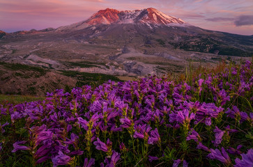 Fototapeta na wymiar Mountains and Wildflowers - Washington - Mt St Helens
