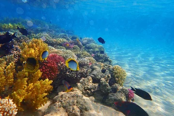 Crédence de cuisine en verre imprimé Récifs coralliens barrière de corail en Egypte