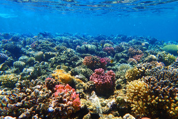 coral reef in Egypt