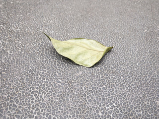 Leaves on a black cantaloupe pattern.
