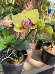 Yellow orchid, blossom, bloom, beautiful, hanging, decoration