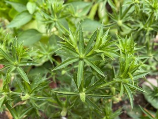 Flowers of green leaf parsley