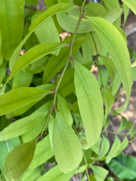 Young Leaves Of Polyalthia Debilis