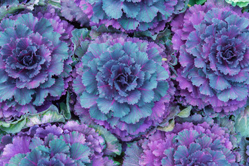plant brassica oleracea acephala in flower garden