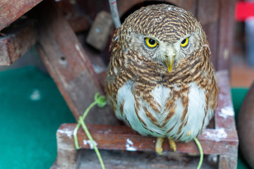 bird in a cage