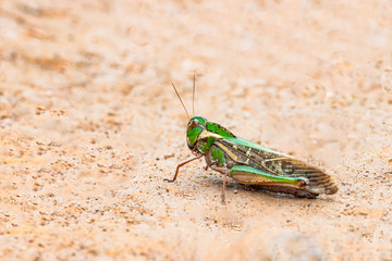 Green grasshopper sitting on the ground