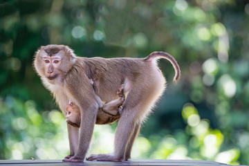 Monkey mother and baby live in a natural forest of Thailand