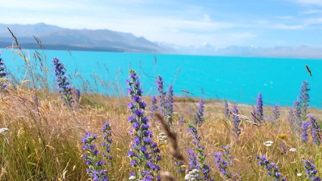 Lunpin Flower with lake and snow mountain background. New Zealand.