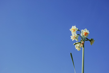 白い水仙の花と青空