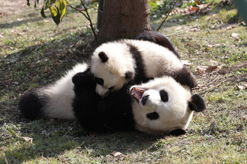 Bonding of Love, Family Time, Mother Panda and her Cub, Wolong, China