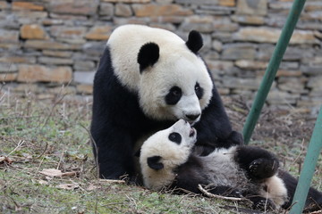 Obraz premium Bonding of Love, Family Time, Mother Panda and her Cub, Wolong, China