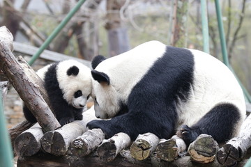 Bonding of Love, Family Time, Mother Panda and her Cub, Wolong, China