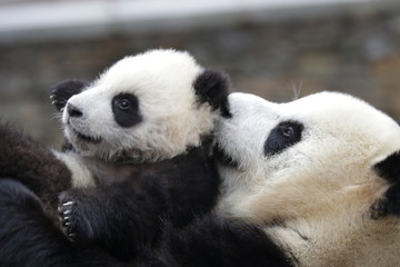 Bonding of Love, Family Time, Mother Panda and her Cub, Wolong, China