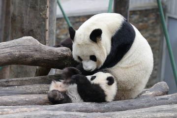 Obraz premium Bonding of Love, Family Time, Mother Panda and her Cub, Wolong, China