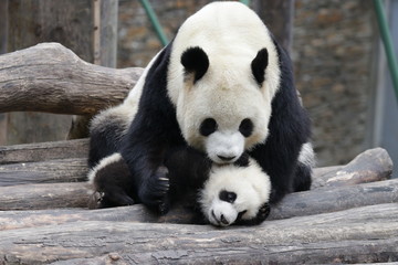 Fototapeta premium Precious Moment , Mother Panda and her Cub. Wolong, China