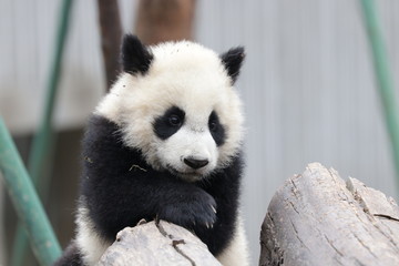 Obraz premium Close up Fluffy Little Panda , Wolong Giant Panda Nature Reserve, China