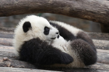 Close up Fluffy Little Panda , Wolong Giant Panda Nature Reserve, China