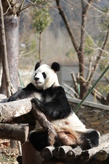 Giant Panda is Having fun by Sticking his Tongue in and out, Wolong Giant Panda Nature Reserve, China