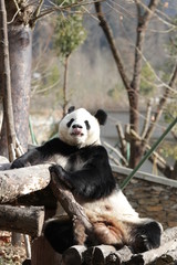 Giant Panda Sticks Out his Tongue, Wolong Giant Panda Nature Reserve, China