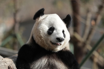 Obraz premium giant panda bear
