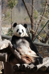 Fototapeta premium Funny Pose of Giant Panda, Wolong Giant Panda Nature Reserve, China