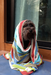 Black small mixed breed dog sitting on the floor with colorful stripe towel warp around